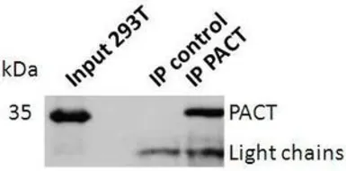 Anti-PACT antibody used in Immunoprecipitation (IP). GTX54644