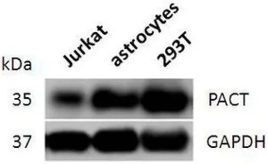 Anti-PACT antibody used in Western Blot (WB). GTX54644