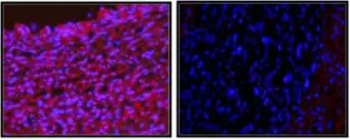Anti-YY1 antibody used in IHC (Frozen sections) (IHC-Fr). GTX54659