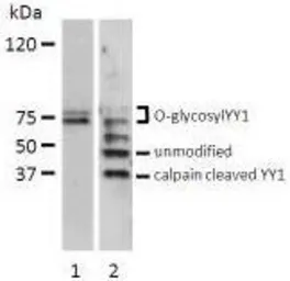 Anti-YY1 antibody used in Western Blot (WB). GTX54659