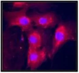 Anti-VEGFA antibody used in Immunocytochemistry/ Immunofluorescence (ICC/IF). GTX54662