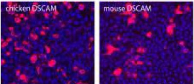 Anti-DSCAM antibody [DS2-176] used in Immunohistochemistry (IHC). GTX54663