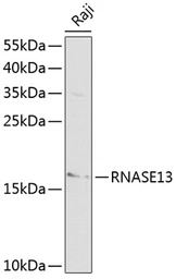 Anti-RNase 13 antibody used in Western Blot (WB). GTX54675