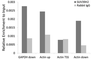 Anti-SUV39H2 antibody used in ChIP assay (ChIP assay). GTX54682