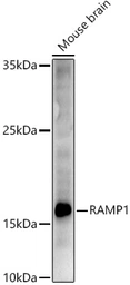 Anti-RAMP1 antibody used in Western Blot (WB). GTX54684