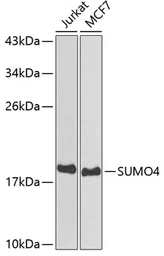 Anti-SUMO4 antibody used in Western Blot (WB). GTX54685