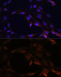 Anti-SerpinB9 antibody used in Immunocytochemistry/ Immunofluorescence (ICC/IF). GTX54693