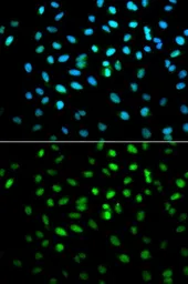Anti-LKB1 antibody used in Immunocytochemistry/ Immunofluorescence (ICC/IF). GTX54702