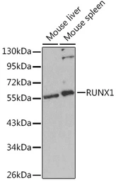 Anti-RUNX1 antibody used in Western Blot (WB). GTX54704