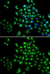 Anti-RUNX1 antibody used in Immunocytochemistry/ Immunofluorescence (ICC/IF). GTX54704