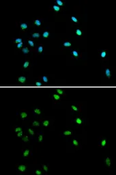 Anti-RUNX1 antibody used in Immunocytochemistry/ Immunofluorescence (ICC/IF). GTX54704
