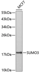 Anti-SUMO3 antibody used in Western Blot (WB). GTX54706