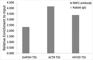 Anti-RNF2 antibody used in ChIP assay (ChIP assay). GTX54707