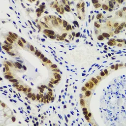 Anti-RNF2 antibody used in IHC (Paraffin sections) (IHC-P). GTX54707