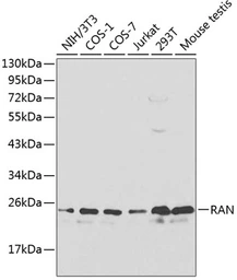 Anti-RAN antibody used in Western Blot (WB). GTX54708