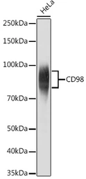 Anti-CD98 antibody used in Western Blot (WB). GTX54716