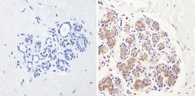 Anti-eIF2B3 antibody [1H3] used in IHC (Paraffin sections) (IHC-P). GTX54741