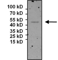 Anti-eIF2B3 antibody [1H3] used in Immunoprecipitation (IP). GTX54741