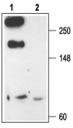 Anti-Cav2.3 antibody used in Western Blot (WB). GTX54756