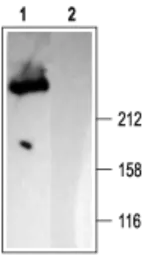 Anti-IP3 Receptor I antibody used in Western Blot (WB). GTX54759