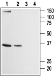 Anti-ORAI2 antibody used in Western Blot (WB). GTX54767