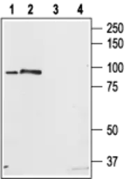 Anti-STIM2 antibody used in Western Blot (WB). GTX54768
