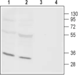 Anti-ORAI3 antibody used in Western Blot (WB). GTX54769