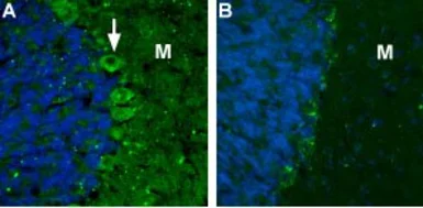 Anti-Cav alpha 2/delta 2 antibody used in IHC (Frozen sections) (IHC-Fr). GTX54770