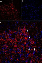 Anti-IP3 Receptor II antibody used in IHC (Frozen sections) (IHC-Fr). GTX54772