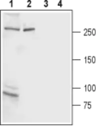 Anti-IP3 Receptor II antibody used in Western Blot (WB). GTX54772