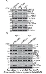 Anti-IP3 Receptor II antibody used in Western Blot (WB). GTX54772