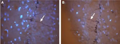 Anti-CNGA3 antibody used in IHC (Frozen sections) (IHC-Fr). GTX54784