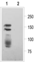 Anti-Kv11.1 antibody used in Western Blot (WB). GTX54789
