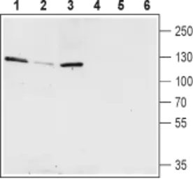 Anti-KCNQ5 antibody used in IHC (Free Floating) (IHC (Free Floating)). GTX54793