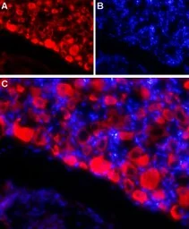 Anti-SCN4B antibody used in IHC (Frozen sections) (IHC-Fr). GTX54810