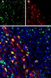 Anti-Ferroportin 1 antibody used in IHC (Frozen sections) (IHC-Fr). GTX54821