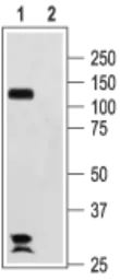 Anti-HCN2 antibody used in Western Blot (WB). GTX54824