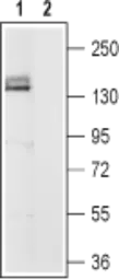 Anti-HCN4 antibody used in Western Blot (WB). GTX54825