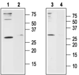 Anti-Orai1 antibody used in Western Blot (WB). GTX54826