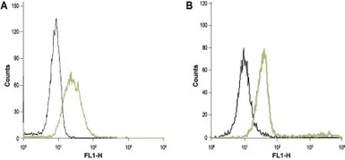 Anti-Orai1 antibody used in Flow cytometry (FCM). GTX54826