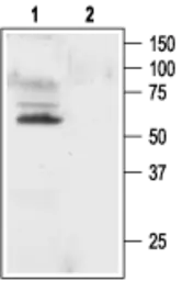 Anti-Kv1.1 antibody used in Western Blot (WB). GTX54834