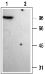Anti-Kv1.4 antibody used in Western Blot (WB). GTX54836