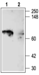 Anti-Kv1.5 antibody used in Western Blot (WB). GTX54837