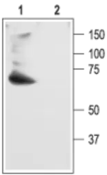 Anti-Kv4.2 antibody used in Western Blot (WB). GTX54838
