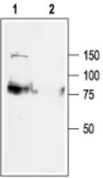 Anti-KCNQ1 antibody used in Western Blot (WB). GTX54839