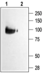 Anti-KCNQ2 antibody used in Western Blot (WB). GTX54840