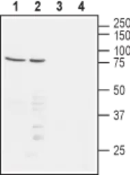Anti-Nectin 1 antibody used in Western Blot (WB). GTX54843