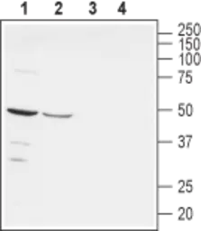 Anti-Nectin 1 antibody used in Western Blot (WB). GTX54843
