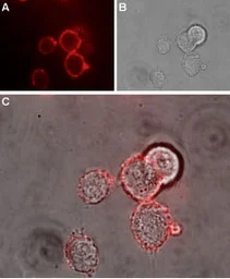 Anti-Nectin 1 antibody used in Live cell imaging (LCI). GTX54843