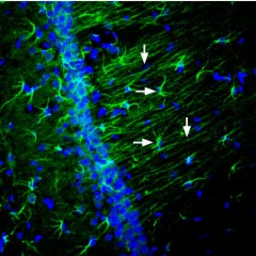 Anti-Nectin 2 antibody used in IHC (Frozen sections) (IHC-Fr). GTX54844